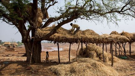 La plupart des hommes travaillent comme ouvriers agricoles, gagnant à peine de quoi se nourrir.
  (REUTERS / Danish Siddiqui)