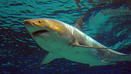 Illustration grand requin blanc. (OKIKNAWA CHURAUMI AQUARIUM / AFP)