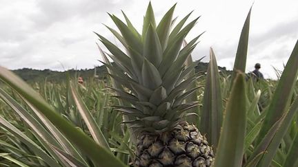 Thaïlande : visite dans les champs du pays de l'ananas