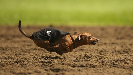 Le chien Spunky participe &agrave; une course &agrave; l'occasion du Labor Day &agrave; Shakopee (Minnesota, Etats-Unis), le 1er septemnre 2014. (JEFF WHEELER / AP / SIPA)