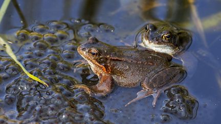 Des grenouilles rousses observées en BElgique, le 24 mars 2022. (PHILIPPE CL?MENT / MAXPPP)