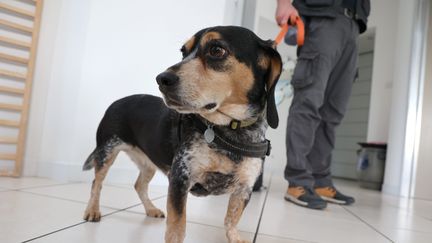 D'après des chercheurs chinois, s'occuper d'un chien ou de tout autre animal de compagnie permettrait  de conserver plus longtemps une bonne fluence verbale. (Photo d'illustration, le 12 octobre 2023). (JEAN-MARC LOOS / MAXPPP)