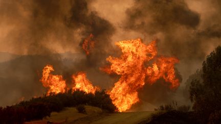 Un violent feu secoue les abords de Clearlake Oaks en Californie, le 5 août 2018.&nbsp; (NOAH BERGER / AFP)