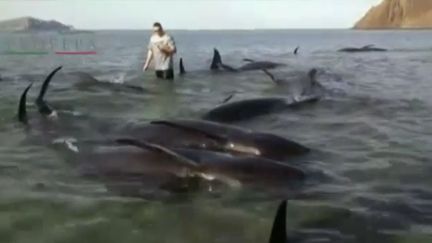 Mexique: 27 baleines s'échouent sur une plage, seules 3 survivent