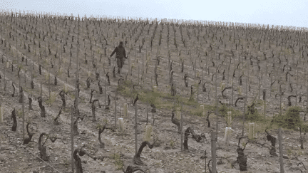 Intempéries : à Chablis, des vignobles ravagés par la grêle (FRANCEINFO)