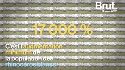 Il en restait à peine une centaine dans une province d'Afrique du Sud. Ils sont plus de 20 000 aujourd'hui, réintroduits à travers le continent.