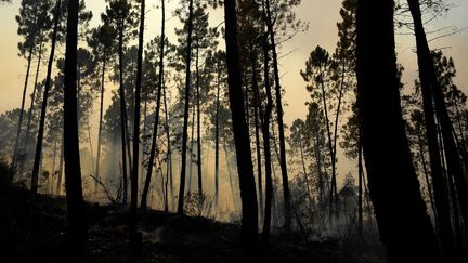 L'incendie dans le Var, le plus important de l'été en France, a&nbsp;parcouru plus de 7 000 hectares depuis lundi 16 août.&nbsp; (NICOLAS TUCAT / AFP)