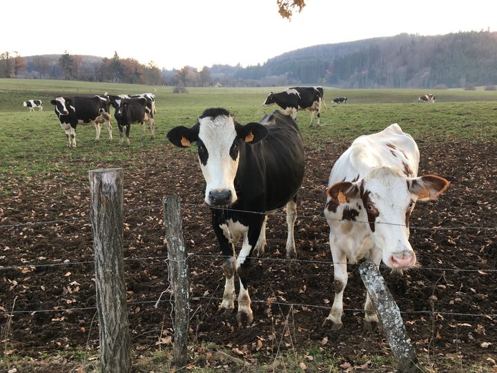 Des vaches laitières dans un champ de la commune de Cour-Saint-Maurice, le 15&nbsp;novembre&nbsp;2018. (FRANCEINFO)