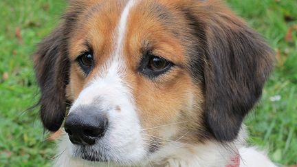 Un jeune chiot dans l'herbe. (MARTINE BRÉSON / RADIO FRANCE)