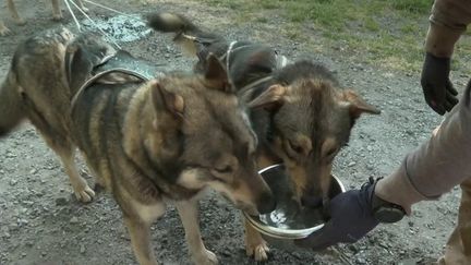 Deux-Sèvres : à la découverte de la vallée avec des chiens de traîneau (FRANCE 3)