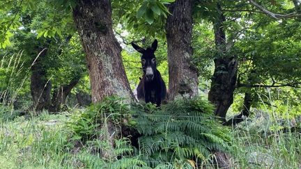 Un des ânes de Tom Boyer, dans son élevage du village de Molezon, en Lozère. (BORIS LOUMAGNE / RADIO FRANCE)