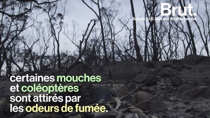 Des feux brûlent les forêts aux quatre coins de la planète et ravagent tout sur leur passage... Mais après, il se passe quoi ? Voilà comment l'écosystème se régénère après un incendie.