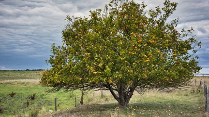 Cueillette de pommes : les saisonniers manquent à l'appel