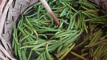 Mayotte : les agriculteurs relancent la production de gousses de vanille (France 2)