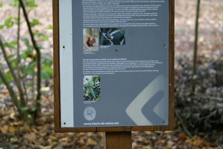 Dans le parc de Sceaux, même si donner à manger aux perruches est interdit, de nombreux visiteurs viennent tout de même avec leurs sacs de graines.&nbsp; (SIMON GOURMELLET / FRANCEINFO)