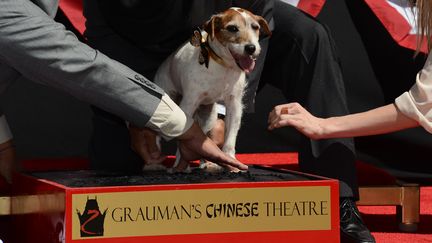 Uggie, le chien de "The Artist", d&eacute;pose ses empreintes dans le ciment, le 25 juin 2012 &agrave; Hollywood (Californie). (ROBYN BECK / AFP)