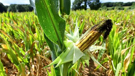 Les terres agricolent souffrent de la sécheresse, à Sillé-Le-Philippe, près du Mans (Sarthe), le 12 août 2019.&nbsp; (MARC ROGER / MAXPPP)