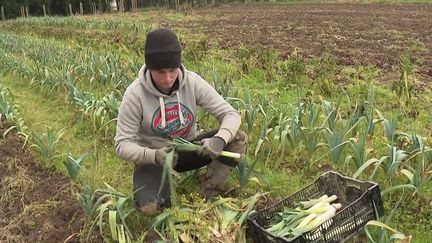 Vannes : la commune produit ses fruits et légumes pour les cantines de trois crèches