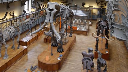 La galerie de paléontologie que le Muséum national d'histoire naturelle&nbsp;de Paris prévoit de rénover. (PATRICK KOVARIK / AFP)