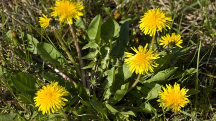 Un pissenlit en fleurs. (MICHEL GUNTHER / BIOSPHOTO)