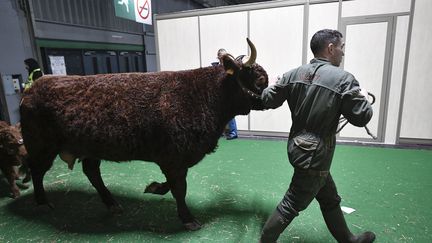 Ovalie, une vache de race Salers, est l'égérie du Salon de l'agriculture, à Paris, le 24 février 2023. (STEPHANE DE SAKUTIN / AFP)