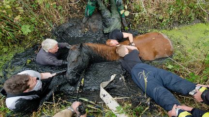 Des pompiers tentent de secourir un cheval tomb&eacute; dans un foss&eacute;, &agrave; Hambourg (Allemagne), le 18 octobre 2014. L'animal a finalement &eacute;t&eacute; extirp&eacute; gr&acirc;ce &agrave; un tracteur. (  MAXPPP)