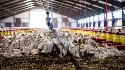 Une pouponnière nurserie de canards Mulard, élevés pour leur foie gras, à Saint-Projet (Cantal), le 9 septembre 2021. (MAEVA DESTOMBES / HANS LUCAS / AFP)