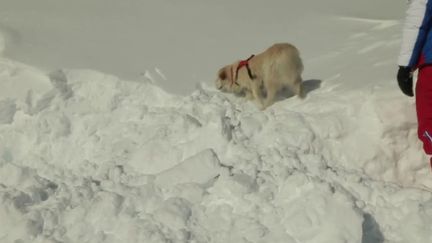 Un chien dressé pour retrouver les personnes coincées sous une coulée d'avalanche (CAPTURE ECRAN FRANCE 2)