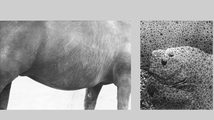 Jochen Lempert : A gauche, "Symmetry and Architecture of the Body (Horse"), 1997 - 2005, épreuve gélatino-argentique- A droite, "Automimikry", 2018, épreuve gélatino-argentique, Courtesy BQ, Berlin and ProjecteSD, Barcelona (A gauche © Adagp, Paris, 2022 - A droite © Adagp, Paris, 2022 Photo © BQ, Berlin)