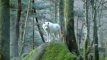 Pour la première fois, et jusqu’au 5 janvier prochain, la Maison des loups organise des visites guidées en petits groupes. France 2 vous emmène découvrir le lieu.