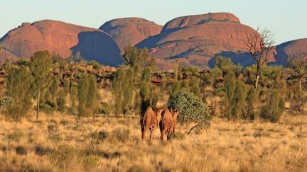 Des dromadaires asauvages dans le parc national d'Uluru-Kata Tjuta, dans l'Etat du Territoire du Nord, en Australie. (SYLVAIN CORDIER / BIOSPHOTO)