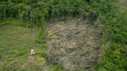 Coupe de bois dans une fôret vierge au Vénézuéla, le 6 septembre 2020. (PHILIPPE ROY / AFP)