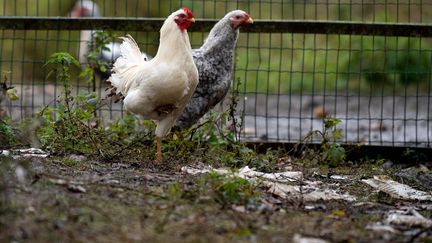 Un élevage est touché par la grippe aviaire à&nbsp;Warhem (Nord), le 27 novembre 2021. (MAXPPP)