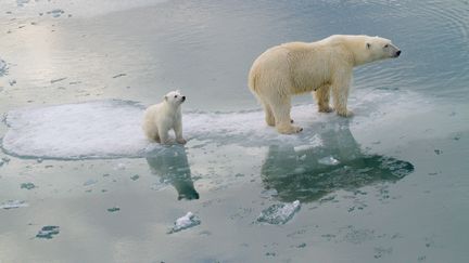 Un ours polaire et sa progéniture, près de&nbsp;Svalbard (Norvège), en 2012. (KT MILLER / POLAR BEARS INTERNATIONAL / AFP)