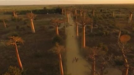 Tsingy de Madagascar : à la découverte d'un site exceptionnel