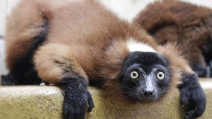 Un jeune maki vari roux au zoo de Wuppertal (Allemagne), le 12 juillet 2012. (FRANK AUGSTEIN / AP / SIPA)