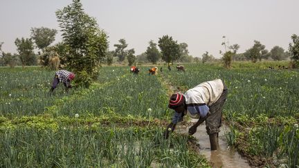 Récolte dans le nord du Cameroun, le 7 mars 2020 (PATRICK MEINHARDT / AFP)