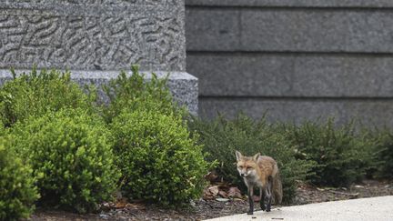 Un renard se promène près de l'Upper Senate Park sur les terrains du Capitole des Etats-Unis, le 5 avril 2022 à Washington. (KEVIN DIETSCH / GETTY IMAGES NORTH AMERICA / AFP)