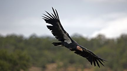 Un condor de Californie en vol. (JOHN CANCALOSI / PETER ARNOLD / GETTY IMAGES)