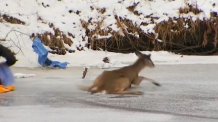 Un cerf bloqué sur la glace sauvé par des passants