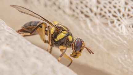 The researchers took 21 million images using an electron microscope, with a resolution of the order of a nanometer, and they used artificial intelligence to reconstruct the structure of the brain in 3D from there. (Illustration of a Drosophila Melanogaster type fly) (AUKID PHUMSIRICHAT / 500PX PLUS / GETTY IMAGES)