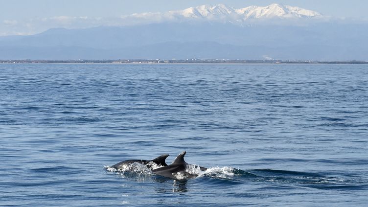 Protection des dauphins : la rapporteure du Conseil d'Etat en faveur de fermetures spatio-temporelles de la pêche