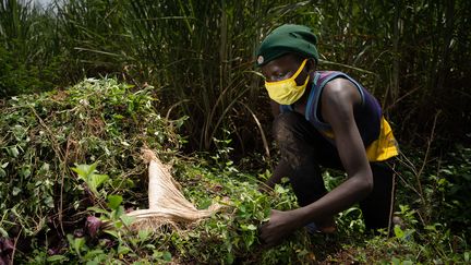 Ellie Niyomugabo, 15 ans, coupe de l’herbe et fait des sacs de fourrage pour quelques euros par mois. (SIMON WOHLFAHRT / AFP)