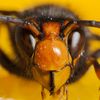 Vue macro d'un frelon asiatique, photographi&eacute; en train de manger un fruit, en France.&nbsp; (OLIVIER MINIATO / BIOPHOTO / GETTY IMAGES)