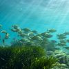 Des poissons occupent l'aire marine protégée de Cerbère-Banyuls, en mer Méditerranée, le 10 novembre 2023. (DAVID TATIN/BIOSGARDEN/AFP)