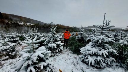 Frédéric Naudet coupe et expédie 350 000 sapins cet hiver. (VALENTIN DUNATE / FRANCEINFO / RADIO FRANCE)