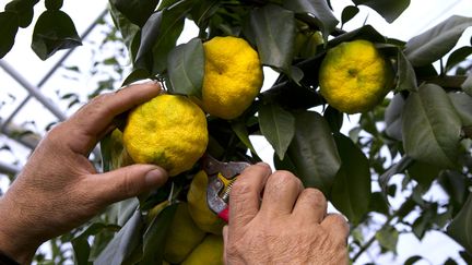 Yuzu dans une serre d'agrumes dans le sud de la France. (MAXPPP)