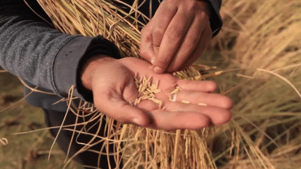 Inde/Pakistan : les deux pays se disputent le monopole du riz basmati (France 2)