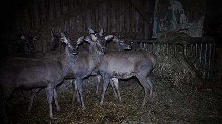 Photo of the L214 association in breeding "The Deer Farm" in Mayenne (L214)