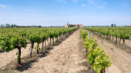 Le vignoble de Montcalm près des Saintes-Maries-de-la-Mer en Camargue (REDA&CO / UNIVERSAL IMAGES GROUP EDITORIAL)